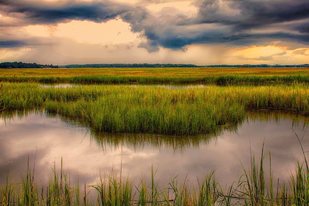 Georgia coastal salt marsh landscape